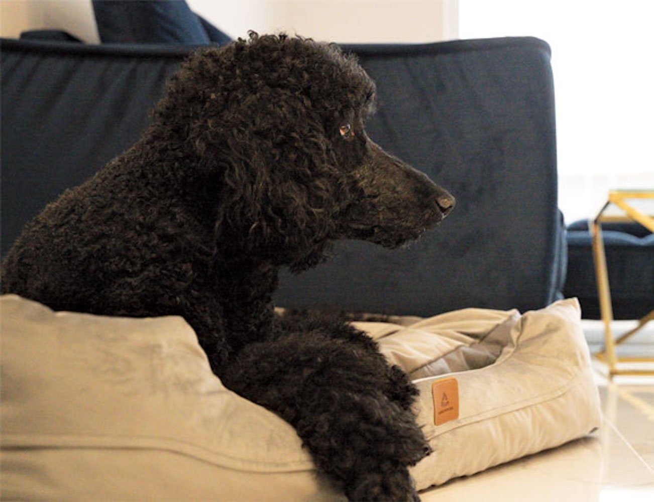 Thumbnail - Animood Tierbett Alex, Velour, Kissen rausnehmbar Farbe und Größe wählbar