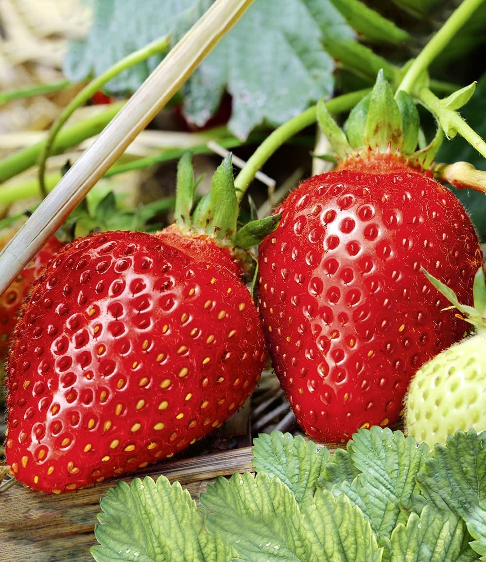 BALDUR Garten Obstpflanze Immertragende Erdbeere 'Albion', 6 St., Rote erdbeeren,duftend, robust