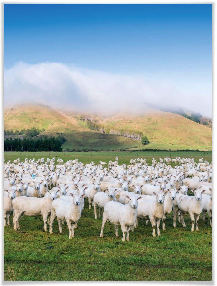 Wandbild, Schafherde (1 Bild, Neuseeland, Tiere Wall-Art Wandposter Poster Poster, St),