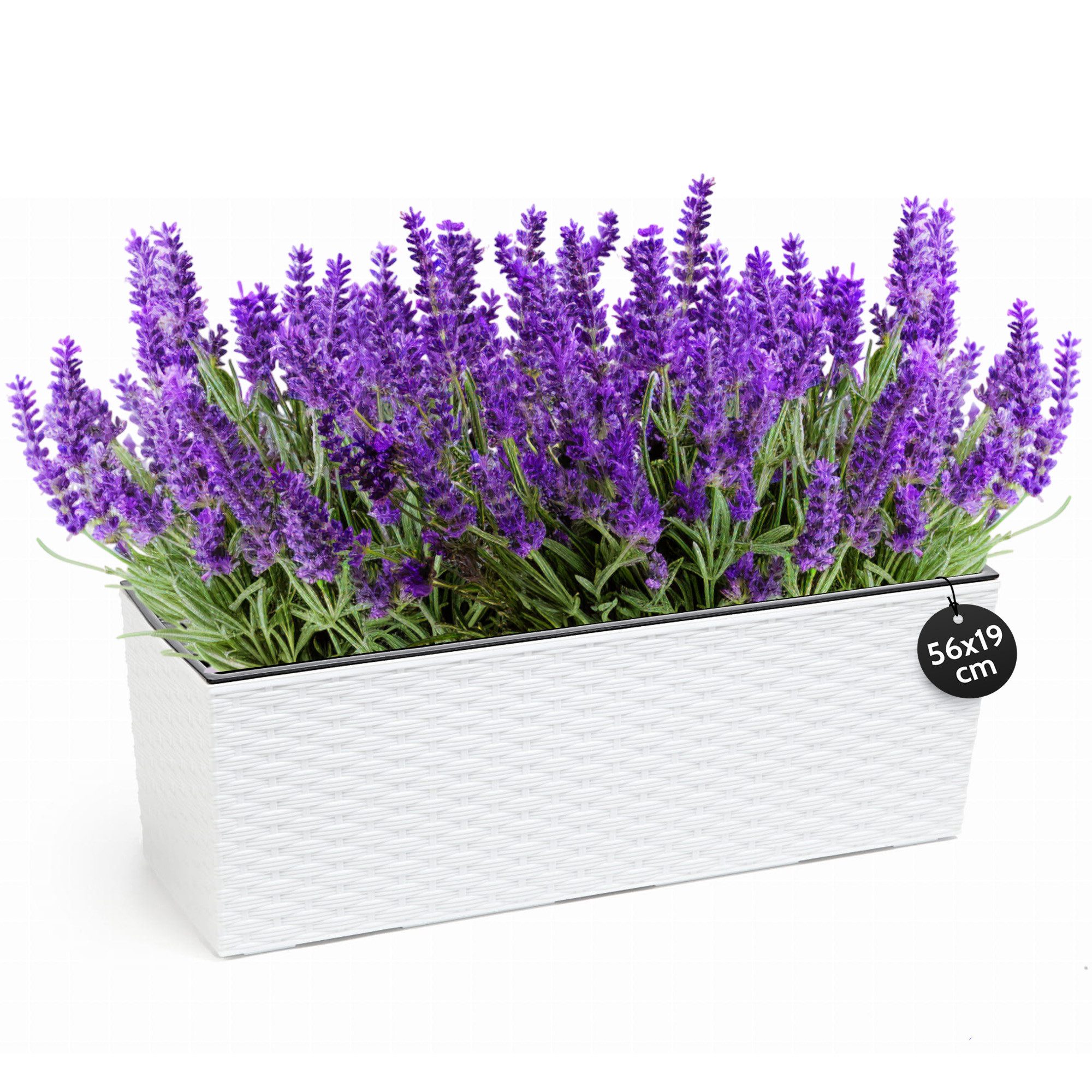 KONZEPT Balkonkasten Hochwertige Blumenkasten Rattan-Optikin, rechteckig 56 x 19 cm, Balkonkasten ideal fur Balkon, Terrasse, Fensterbank