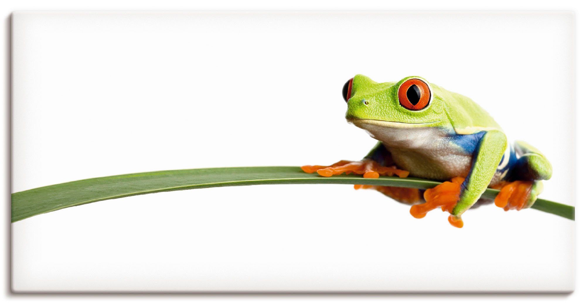 Artland Wandbild Frosch auf einem Blatt, Wassertiere (1 St), als Leinwandbild, Poster in verschied. Größen