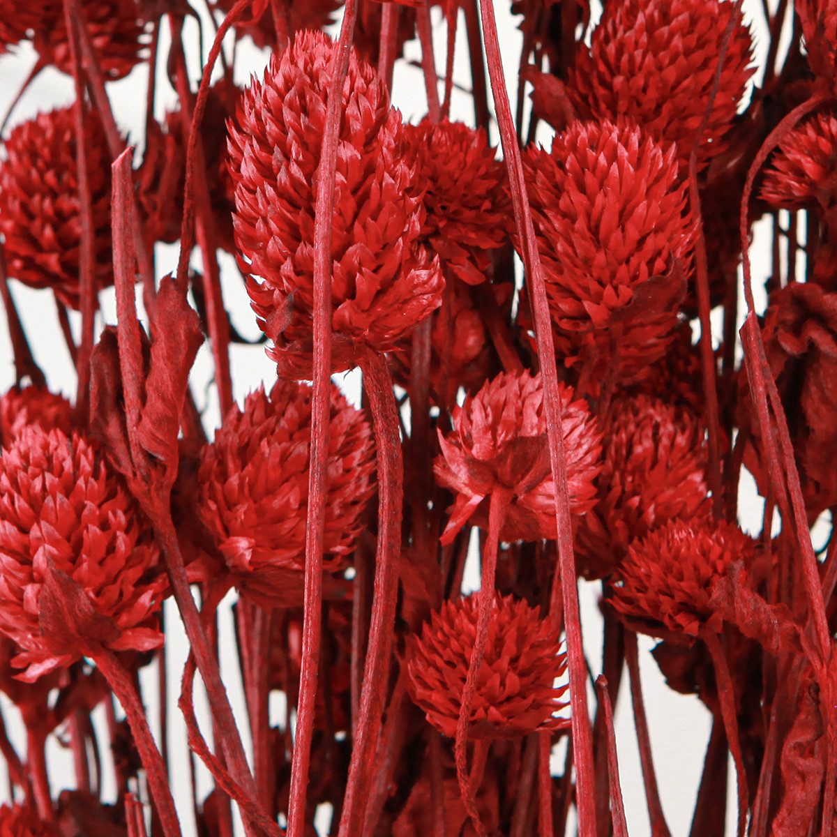 Trockenblume Kugelamarant Dunkelrot Kunstblumen 45cm 100g Deko, Viana, Höhe 3 cm