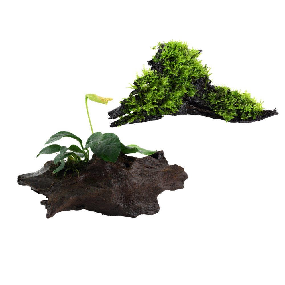 Wasserpflanze Aquarium Pflanze auf Wurzel Tropica Nr.101 YWS 003A YWS Set Mix