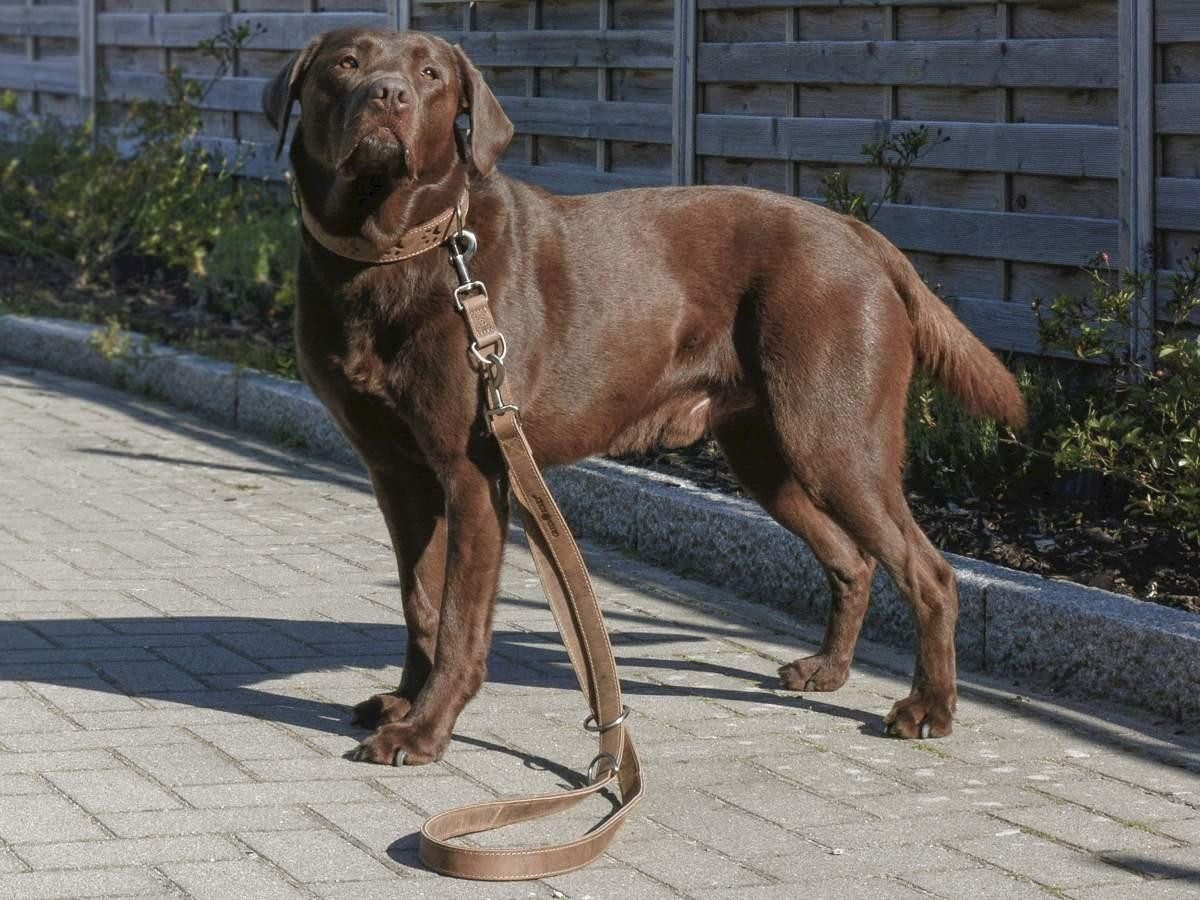 Greenburry Hundeleine "Vintage" Leder, Leder, Führleine einstellbar, Länge 190cm, rustikaler look