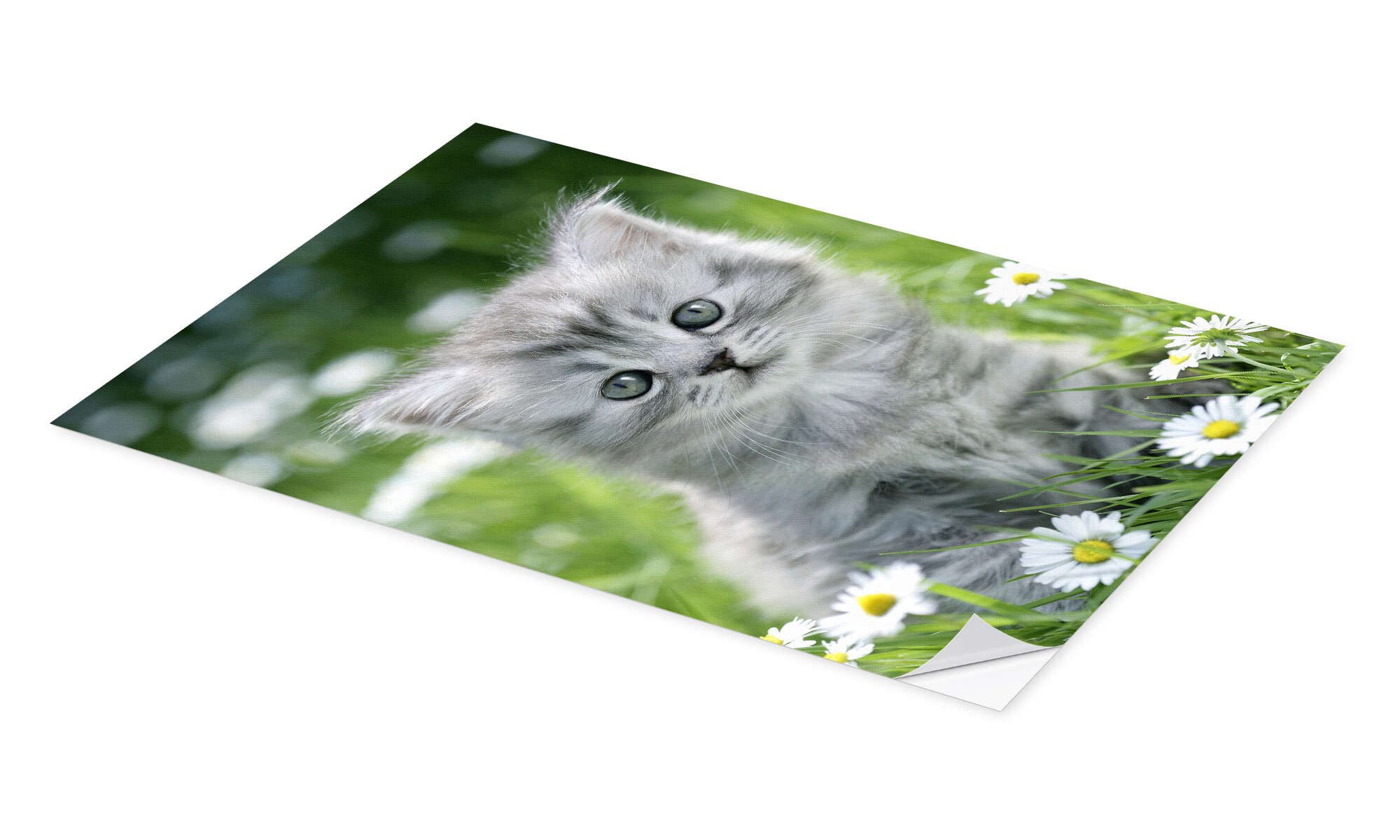 Posterlounge Wandbild graues Kätzchen, Greg Cuddiford, günstig online kaufen