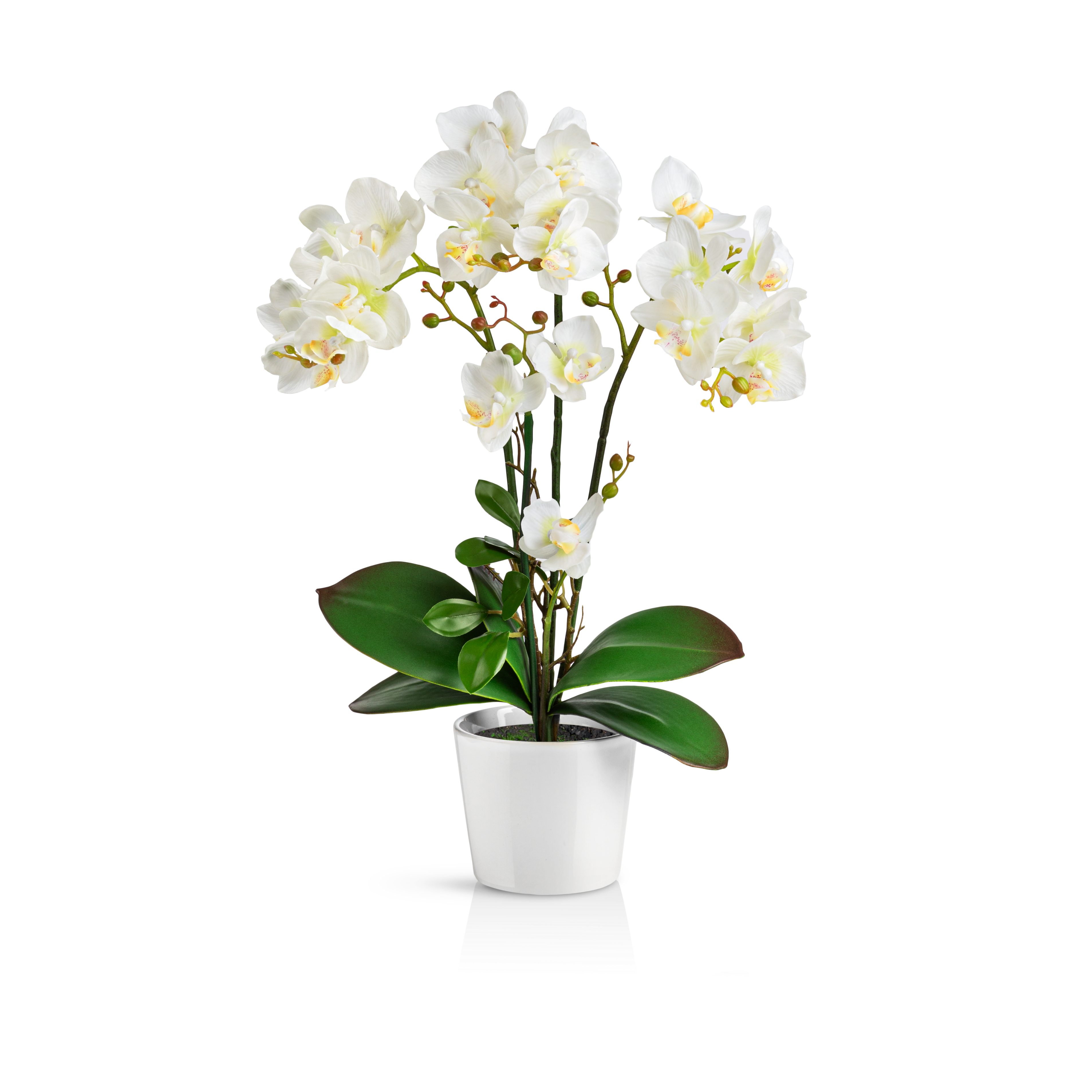 Kunstorchidee PASCH® Orchidee künstlich wie echt günstig online kaufen