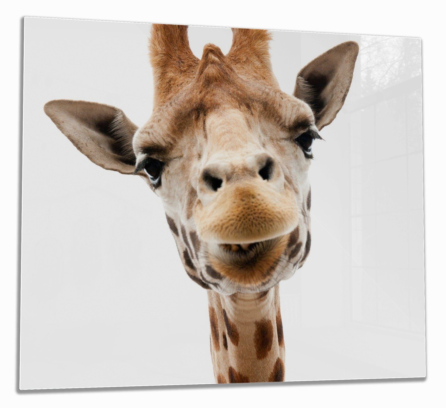 Giraffenkopf, Größen tlg., Herd-Abdeckplatte (Glasplatte, ESG-Sicherheitsglas, 1 Wallario inkl. 5mm Noppen), verschiedene