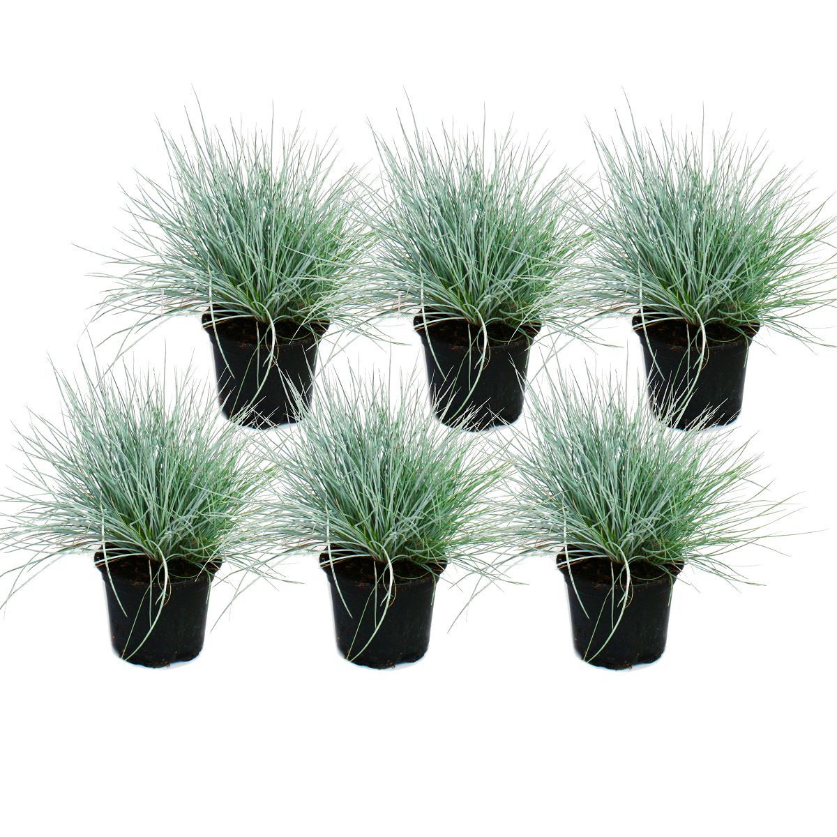 Exotenherz Beetpflanze Blauschwingel-Gras - Festuca glauca - Set mit 6 Pflanzen - 9cm Topf