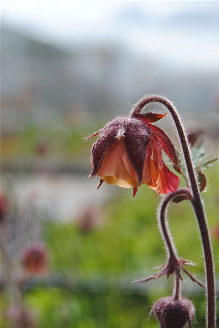 Pflanzen für Dich Staude Geum rivale, 1 St., Bach-Nelkenwurz, Wasser-Nelkenwurz