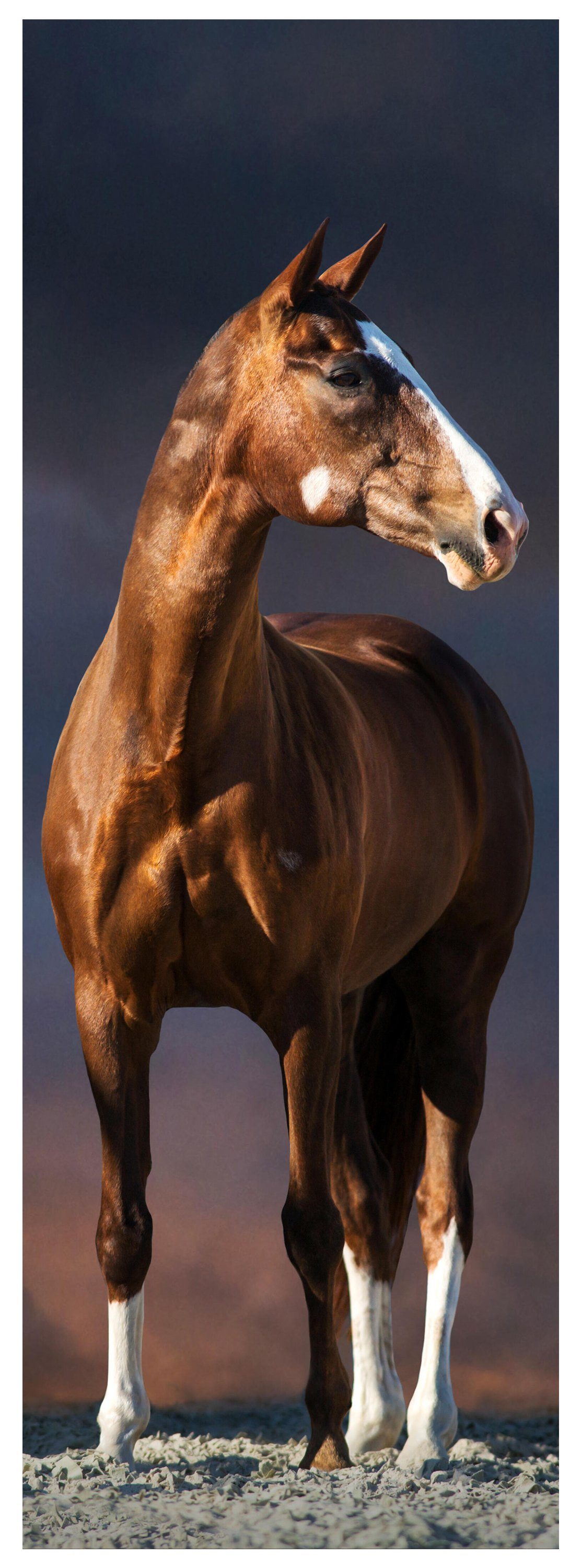 wandmotiv24 Türtapete Pferd auf Pfad, dunkle Wolken, Tiere, glatt, Fototapete, Wandtapete, Motivtapete, matt, selbstklebende Dekorfolie