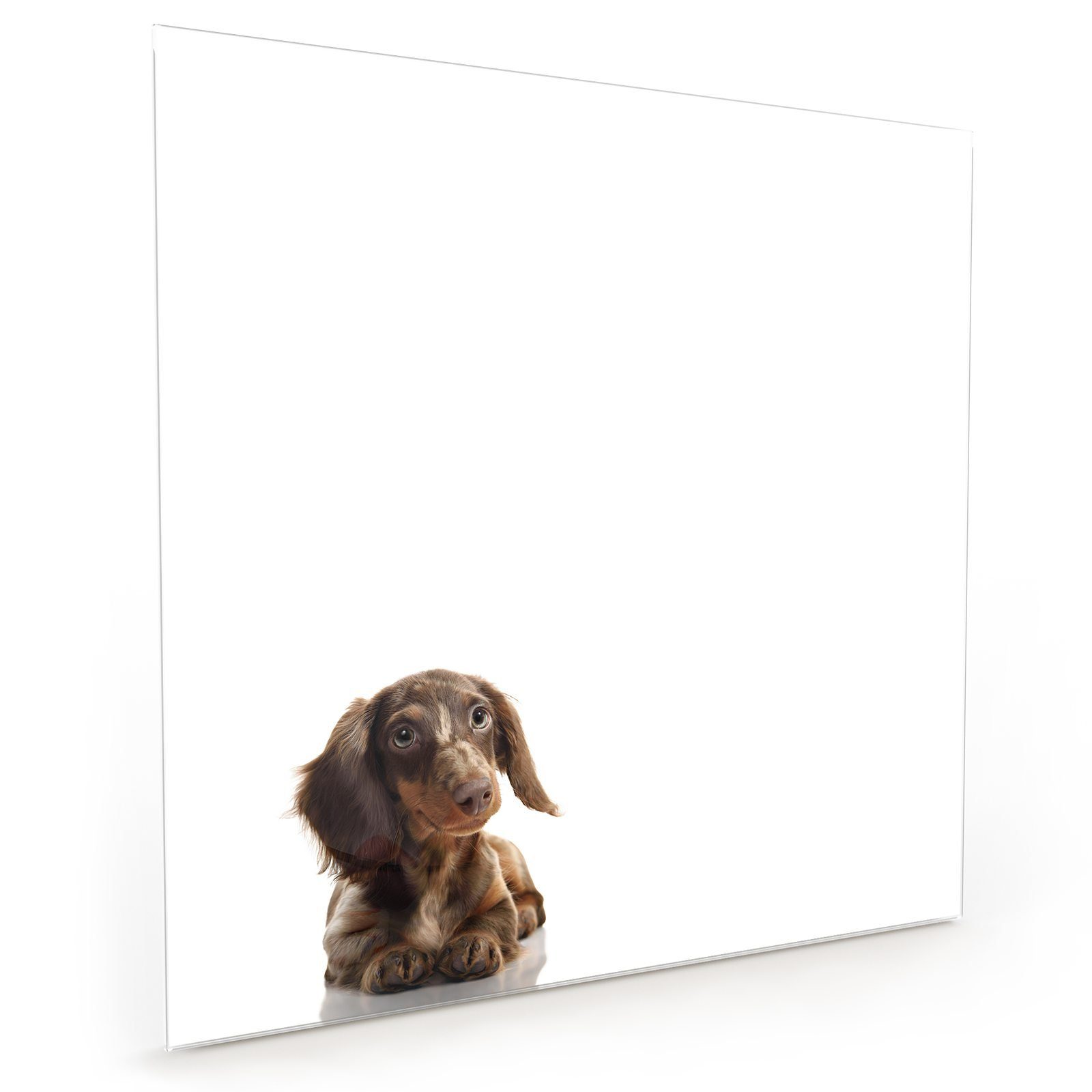 Spritzschutz Hund mit Portrait Küchenrückwand Motiv Glas Küchenrückwand Primedeco brauner