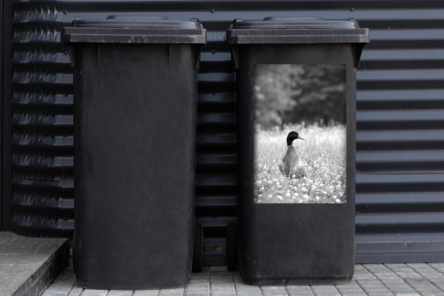 Container, und Sticker, Wandsticker Mülleimer-aufkleber, weiß Stockente Abfalbehälter einem in blühenden schwarz MuchoWow (1 - Eine Grasfeld St), Mülltonne,