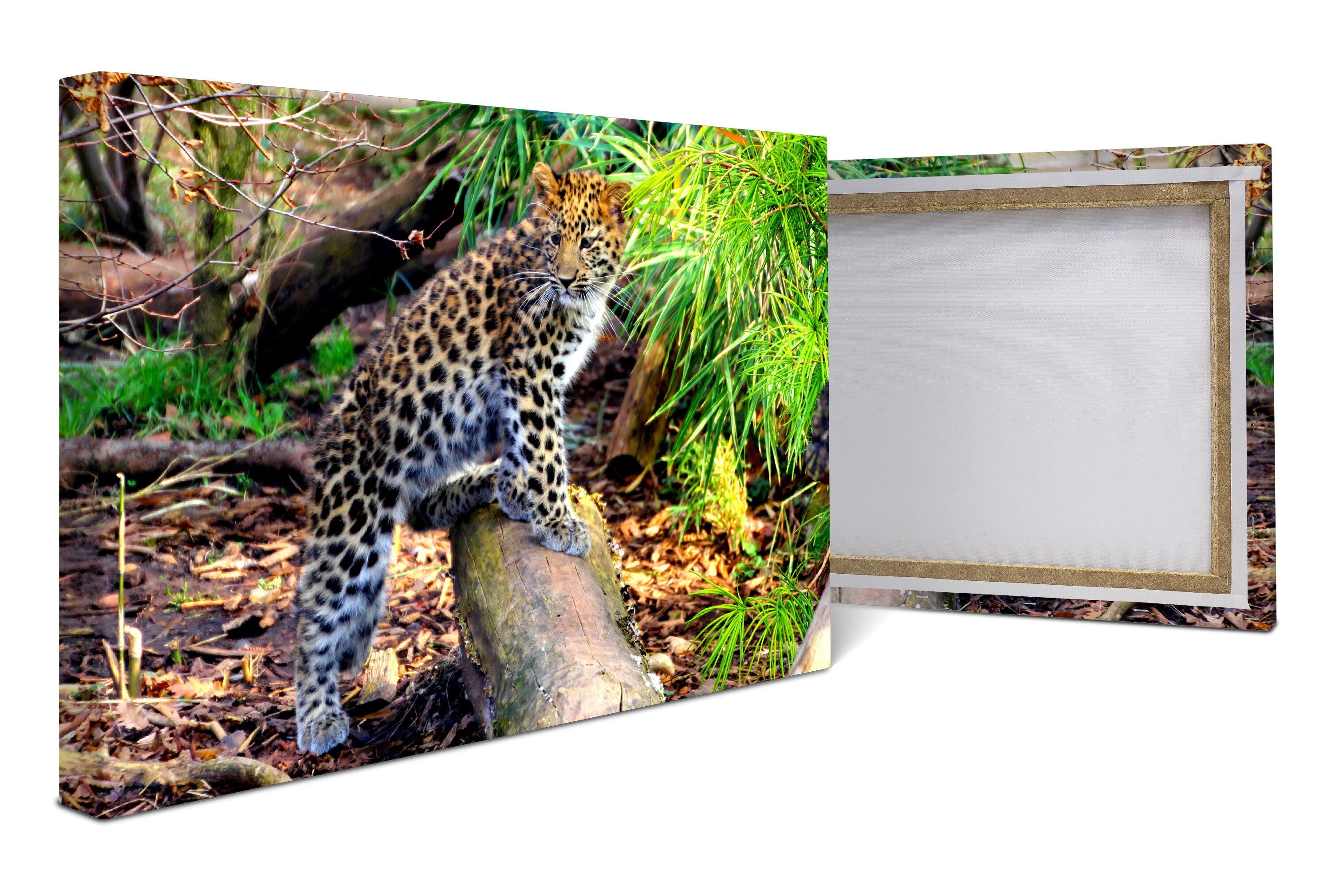 wandmotiv24 Leinwandbild Kleiner Leopard, Tiere (1 St), Wandbild, Wanddeko, Leinwandbilder in versch. Größen