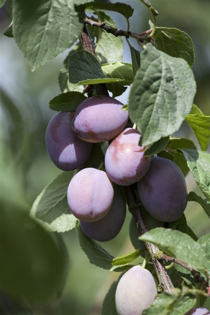 Pflanzen für Dich Obstpflanze Zwergpflaume, 1 St., Zwergpflaume, kompakt, pflegeleicht