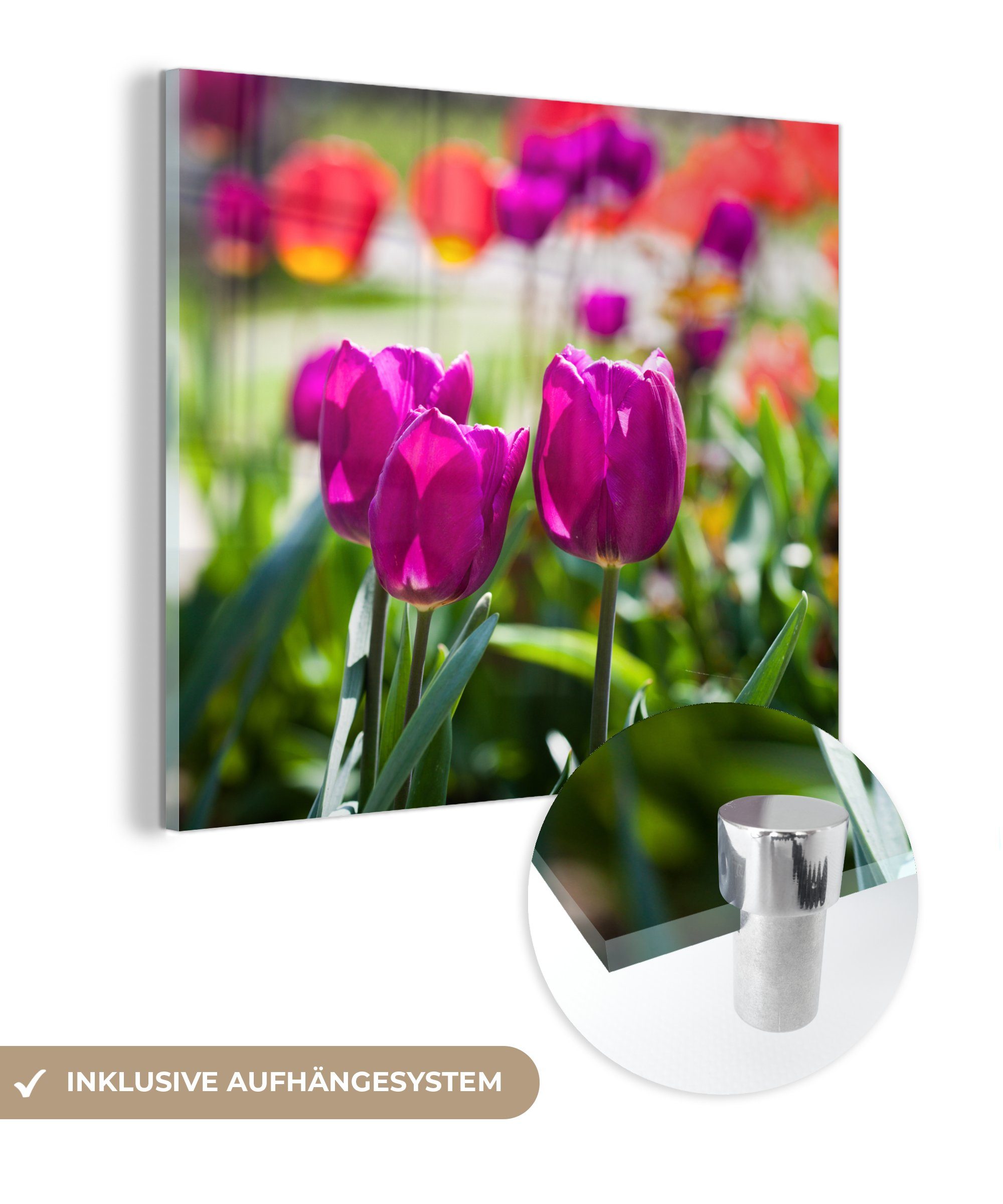 MuchoWow Acrylglasbild Frühling - Tulpen - Lila, (1 St), Glasbilder - Bilder auf Glas Wandbild - Foto auf Glas - Wanddekoration