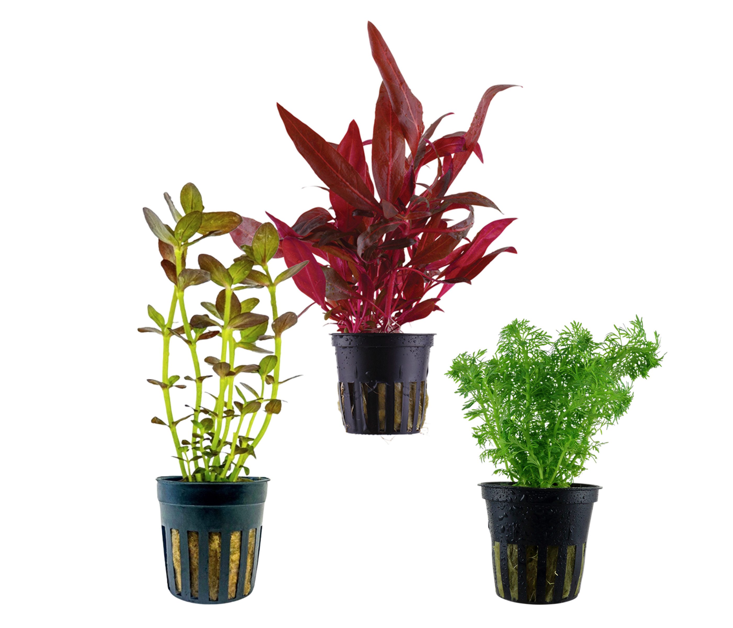 Dehner Wasserpflanze Aquarienpflanzen Set, 3-teilig, Mittelgrund 228, je ca. 5-15 cm, robuste Wasserpflanzen für Süßwasser Aquarien