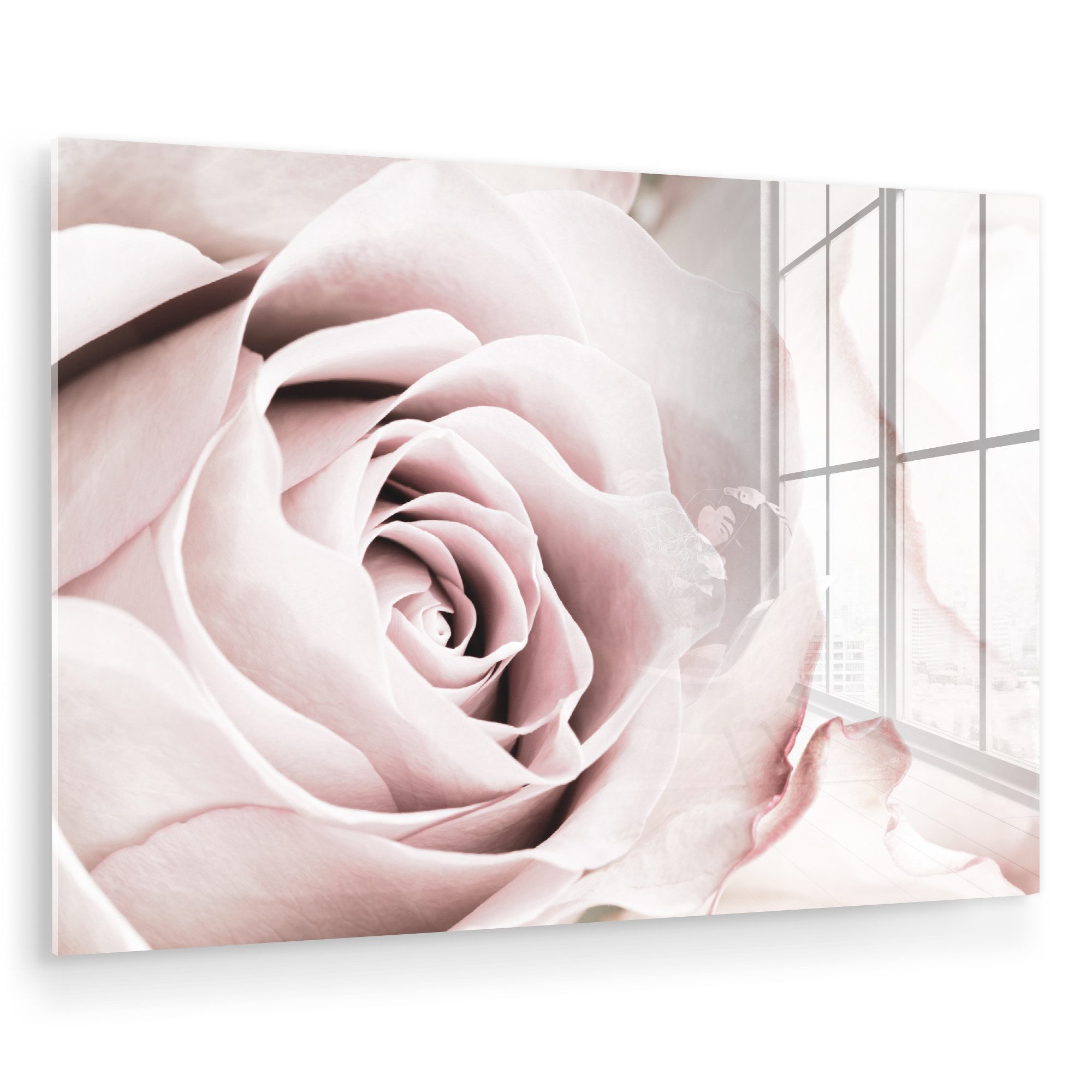 MuchoWow Acrylglasbild Blumen - Rose - Rosa - Botanisch, Inkl. Aufhängung, Glasbilder Wohnzimmer, Schlafzimmer, Flur & Esszimmer, 30x20 cm