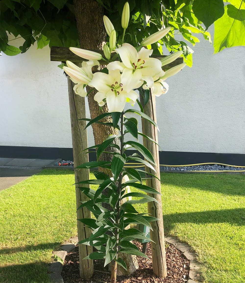 BALDUR Garten Blumenzwiebeln Tree-Lily® 'Pretty Woman', Liliengewächse,duftend,winterhart, mehrjährig, pflegeleicht – Bild 2 von 2