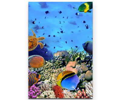 Sinus Art Leinwandbild Fotografie  Korallenriff im roten Meer - Leinwandbild