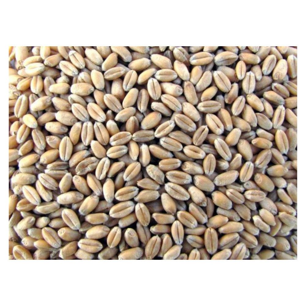 SOLIDE Futterweizen 25kg, für: Nager, Kleintiere, Hühner, Hasen, Masttiere, regionale Ernte