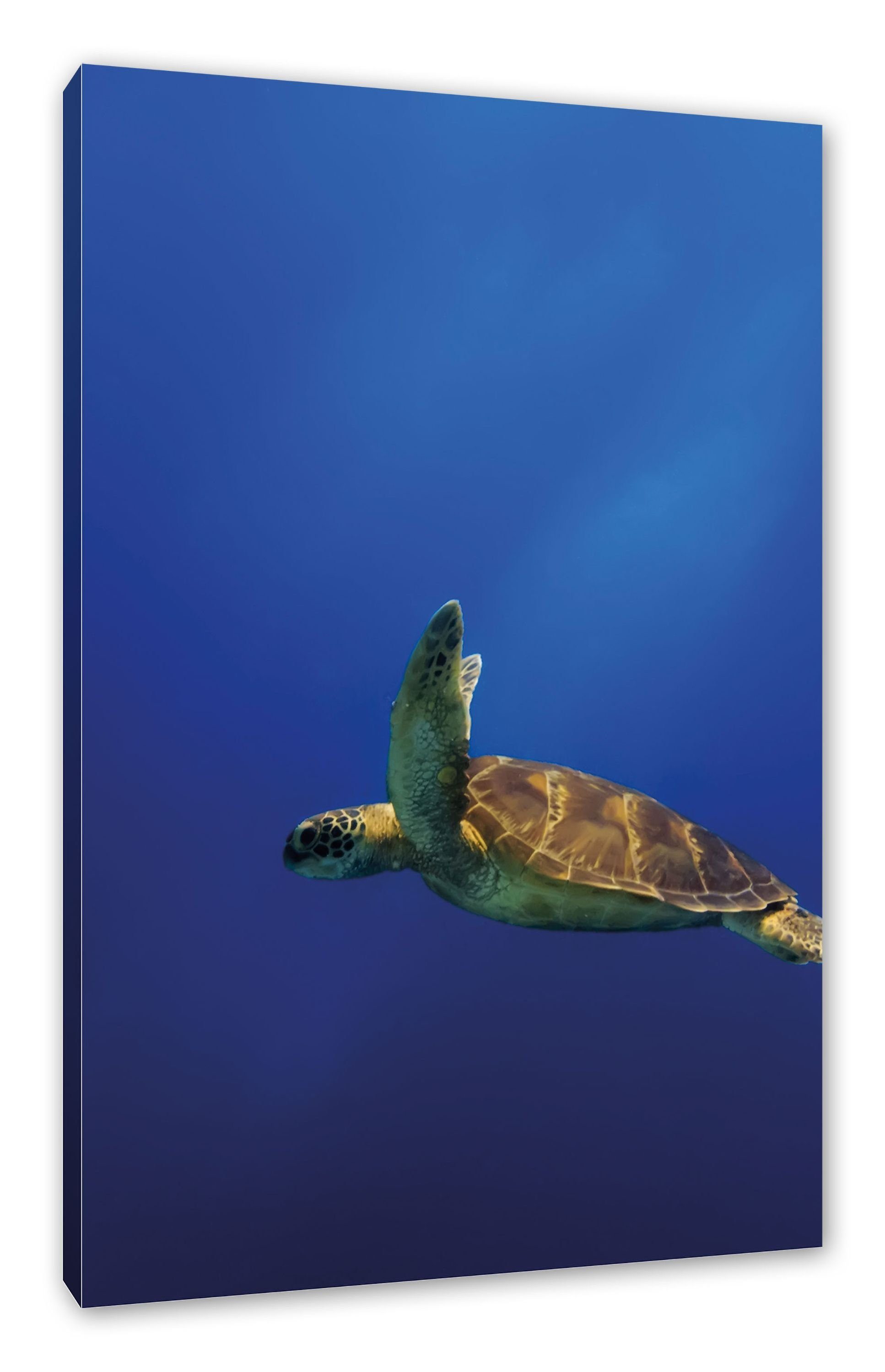 Leinwandbild inkl. im Zackenaufhänger (1 Schildkröte Leinwandbild Meer bespannt, St), fertig Schildkröte Meer, Pixxprint im