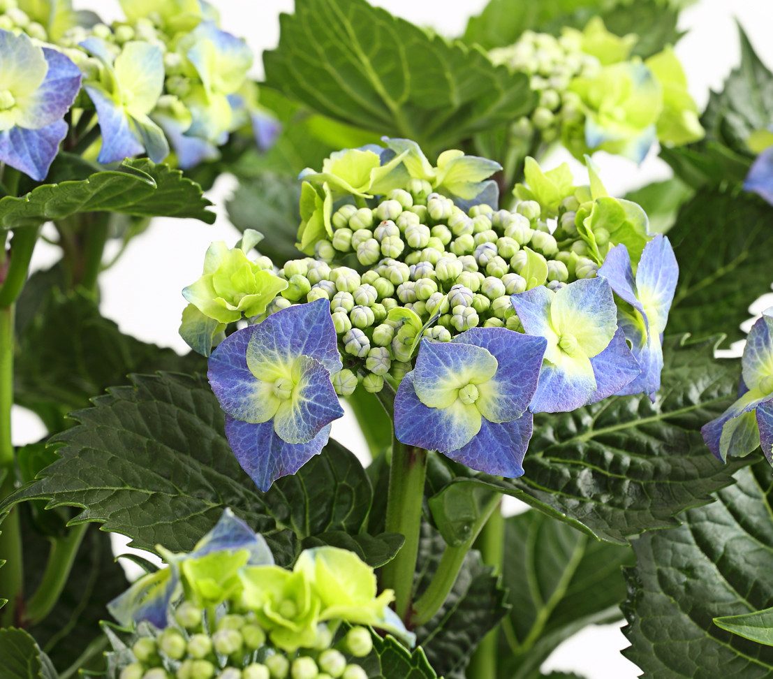Dehner Zierstrauch Teller-Hortensie, ca. 30-40 cm Ø Topf 21 cm