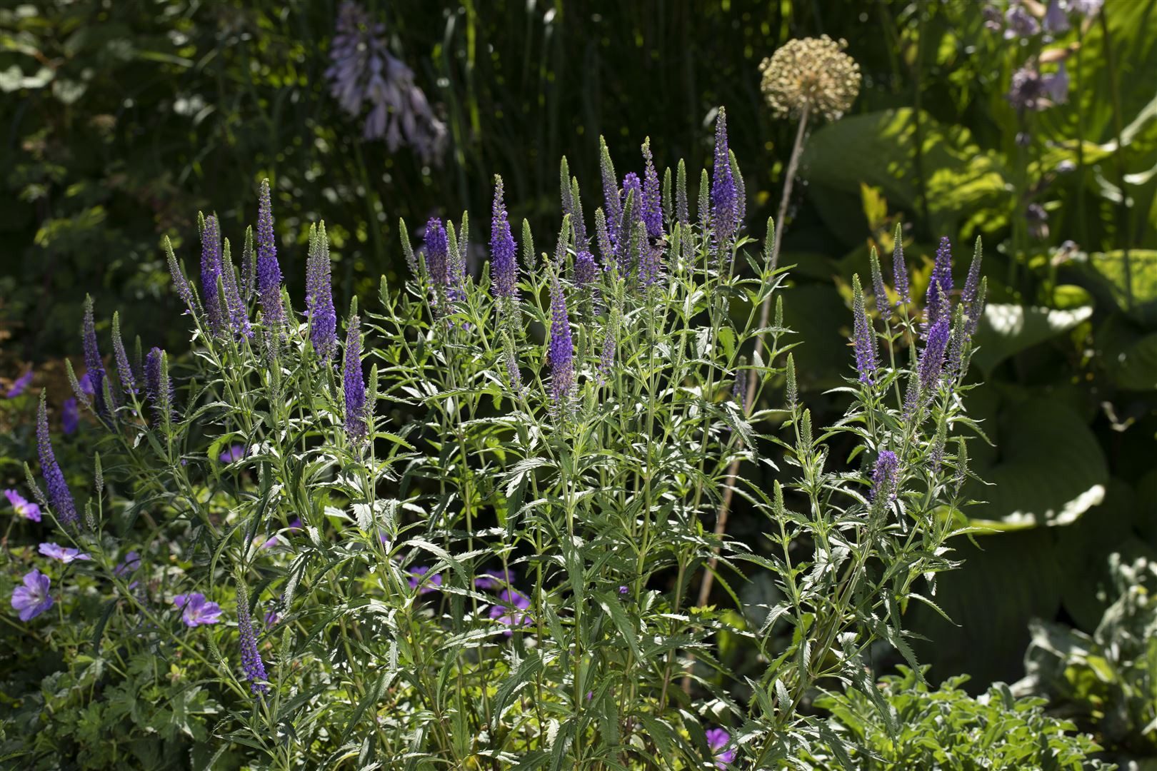 Pflanzen für Dich Staude Veronica spicata, 1 St., Ähriger Ehrenpreis, Langblättriger Ehrenpreis