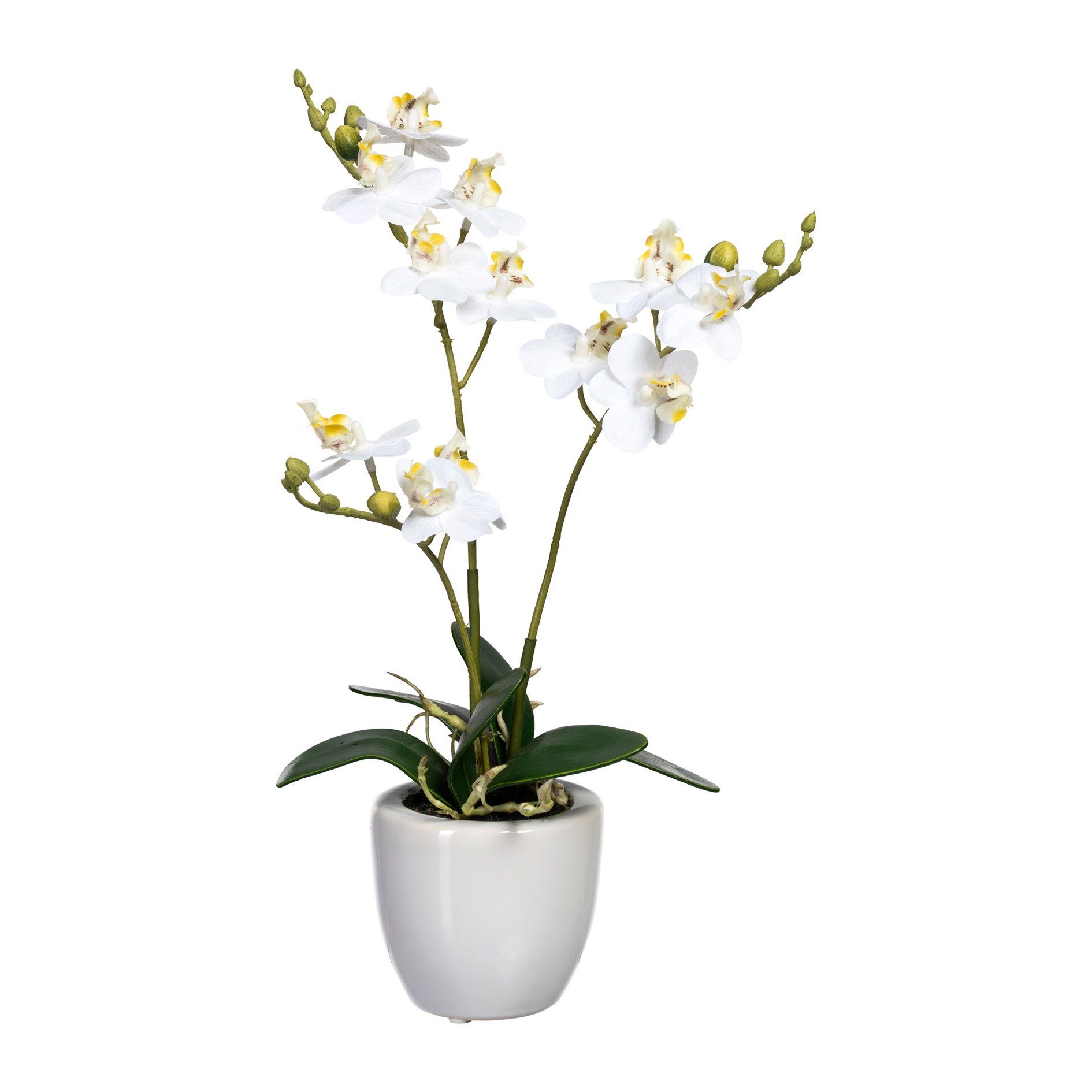 Kunstpflanze Mini Höhe 35 Phalenopsis cm im Gasper, Keramiktopf 35.00 weiß, cm