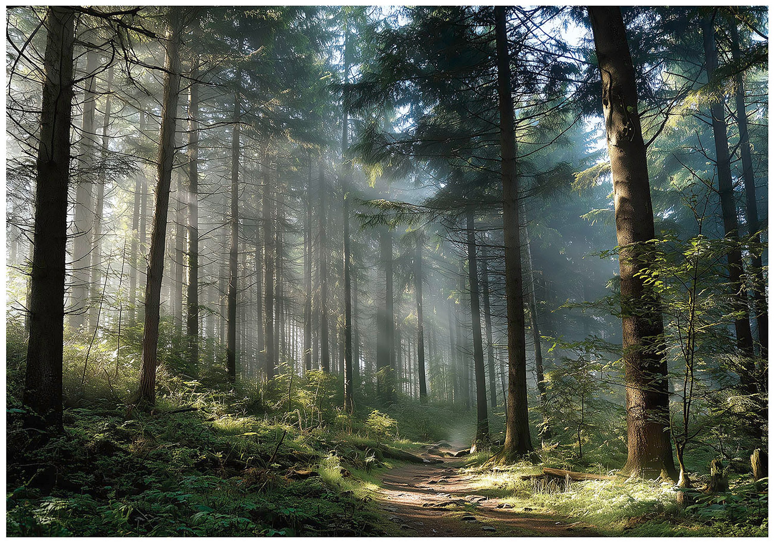 Wallarena Fototapete Wald Bäume Natur Vlies Tapete Wohnzimmer Schlafzimmer günstig online kaufen