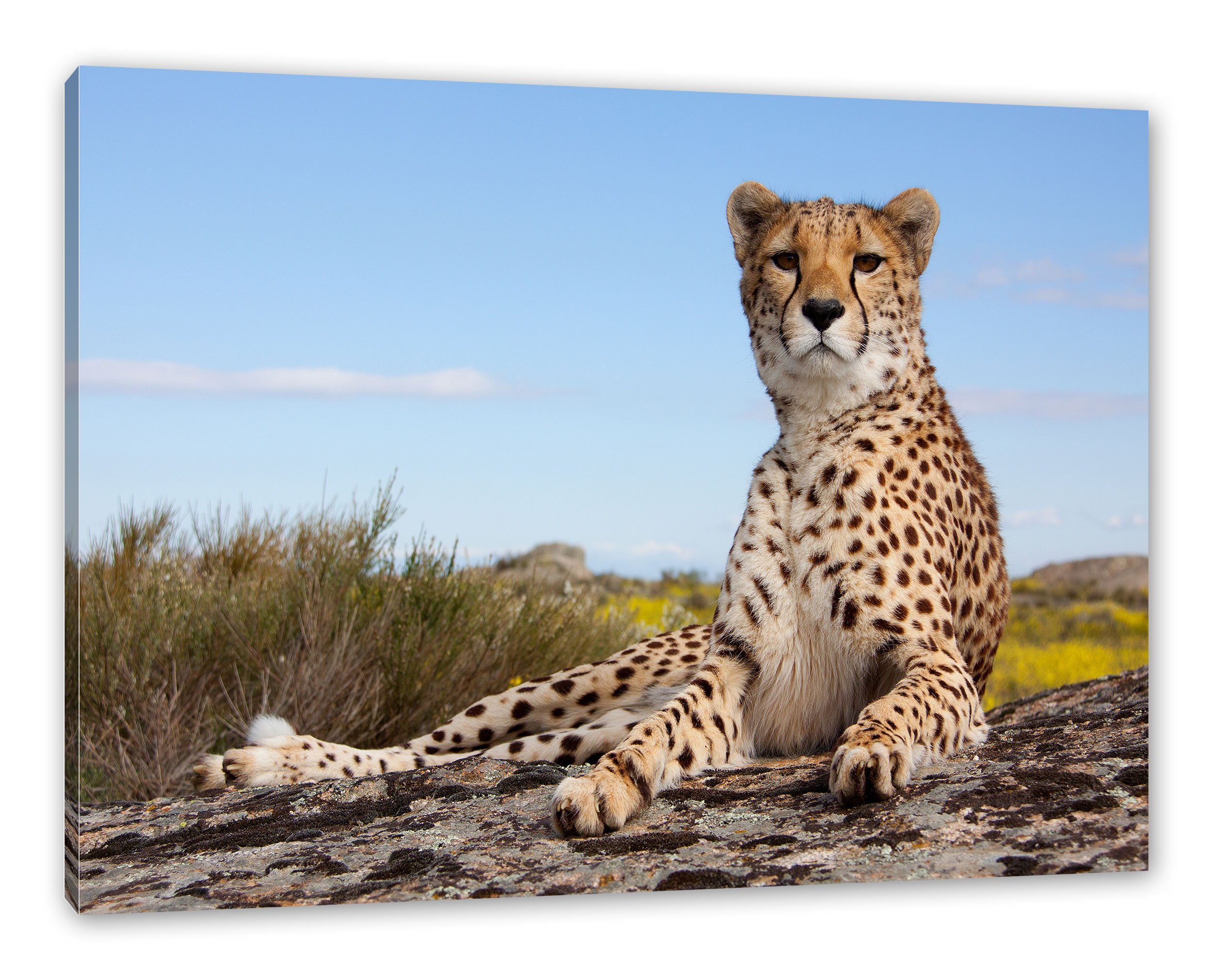 Pixxprint Leinwandbild Gepard in Savanne, Gepard in Savanne (1 St), Leinwandbild fertig bespannt, inkl. Zackenaufhänger