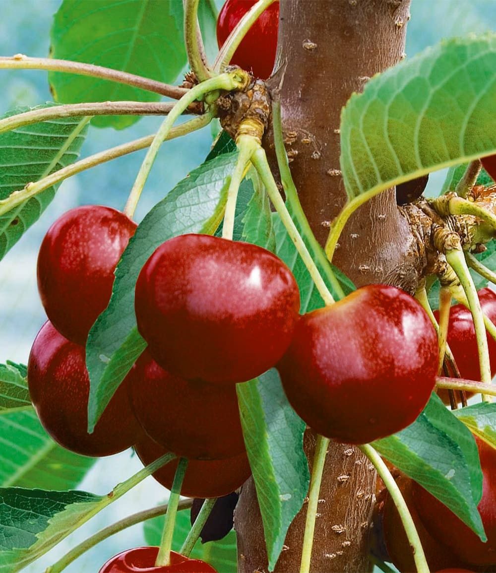 BALDUR Garten Süßkirschenbaum Säulen-Kirsche 'Stella', 1 St., Selbstbefruchtend, winterhart, mehrjährig, pflegeleicht, robust