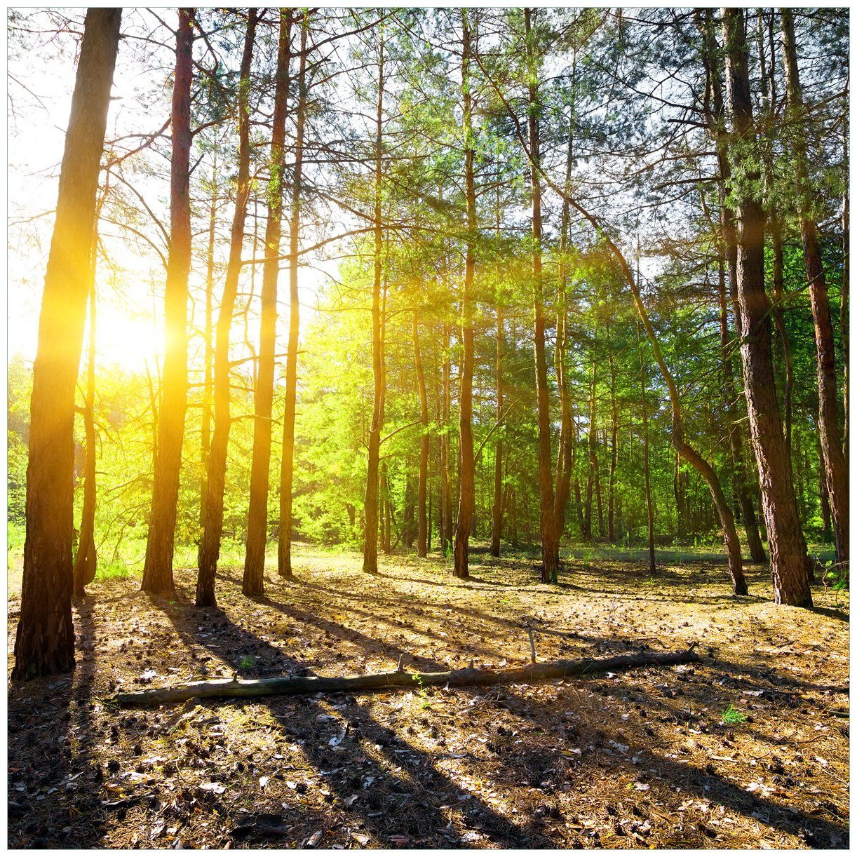 Wallario Glasbild, Sonnenstrahlen tief hinter dem Wald, in verschiedenen Ausführungen