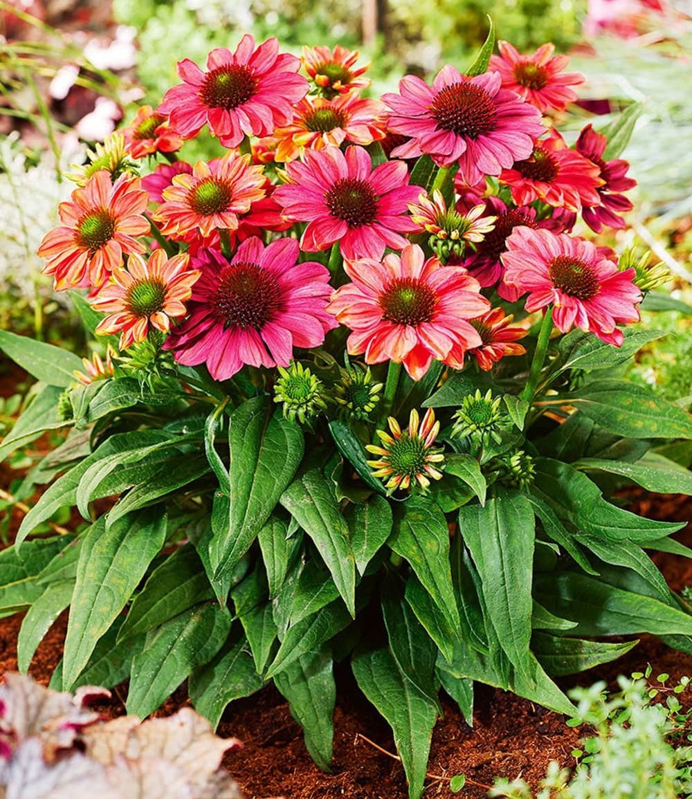 BALDUR Garten Staude Echinacea 'Evolution®', 1 St., Medizinpflanze, winterhart, mehrjährig, pflegeleicht