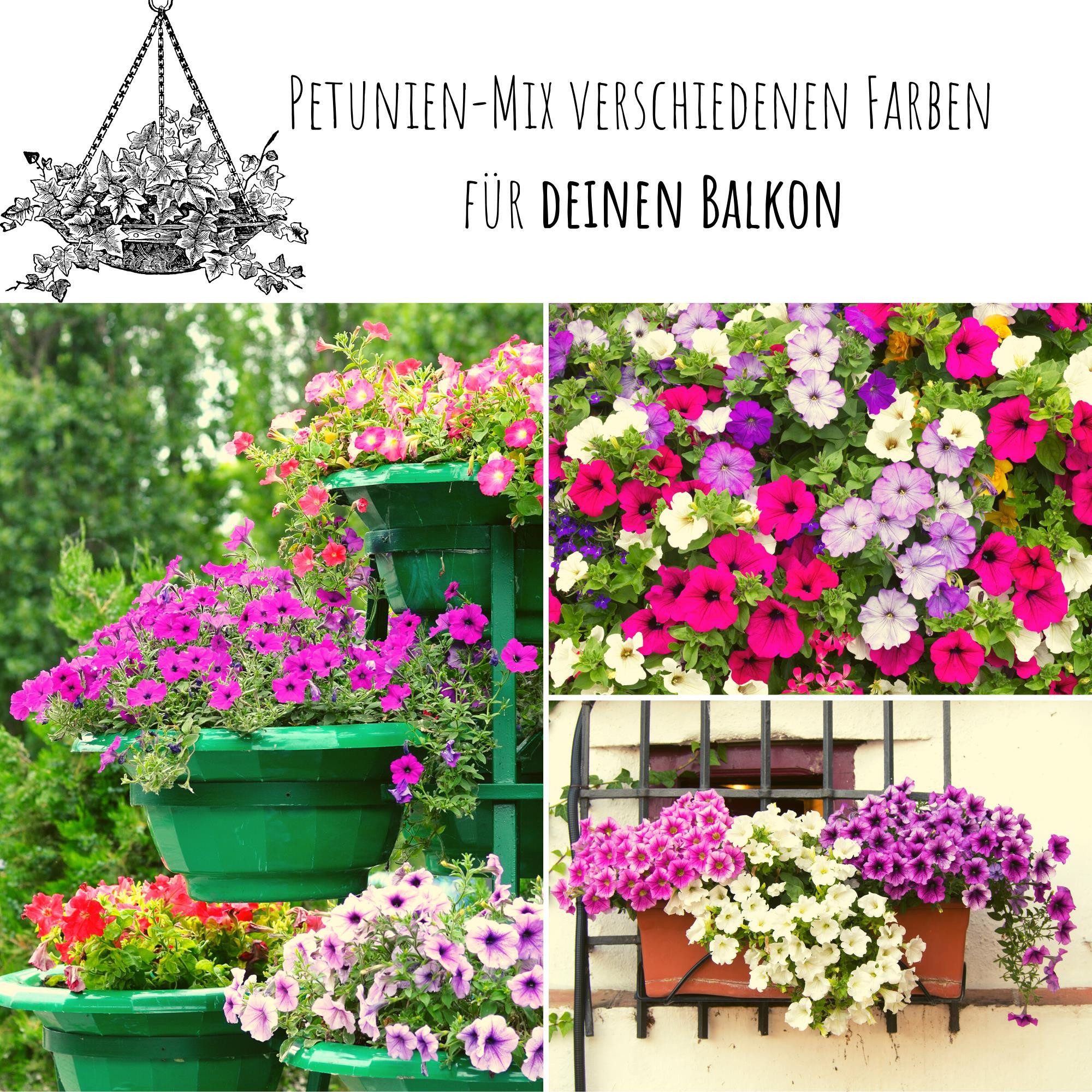 HappySeed Blumensamen Blumensamen Balkonkasten Mischung - Petunien Mix, Blu günstig online kaufen