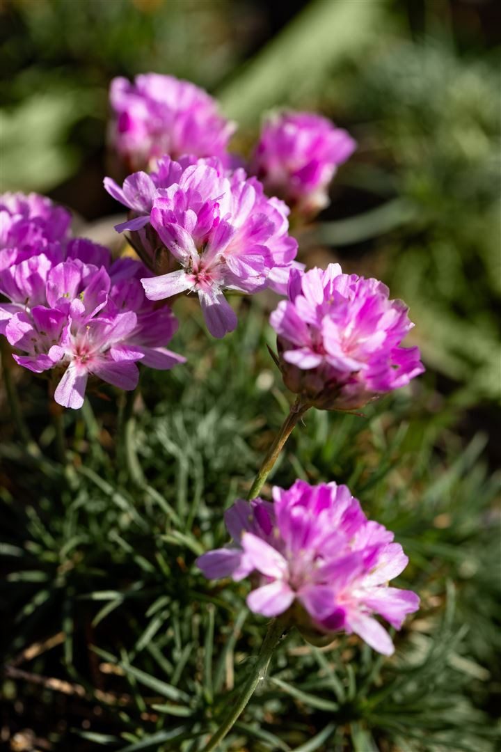 Pflanzen für Dich Staude Armeria juniperifolia, 1 St., Grasnelke, Grasblättrige Grasnelke – Bild 3 von 4