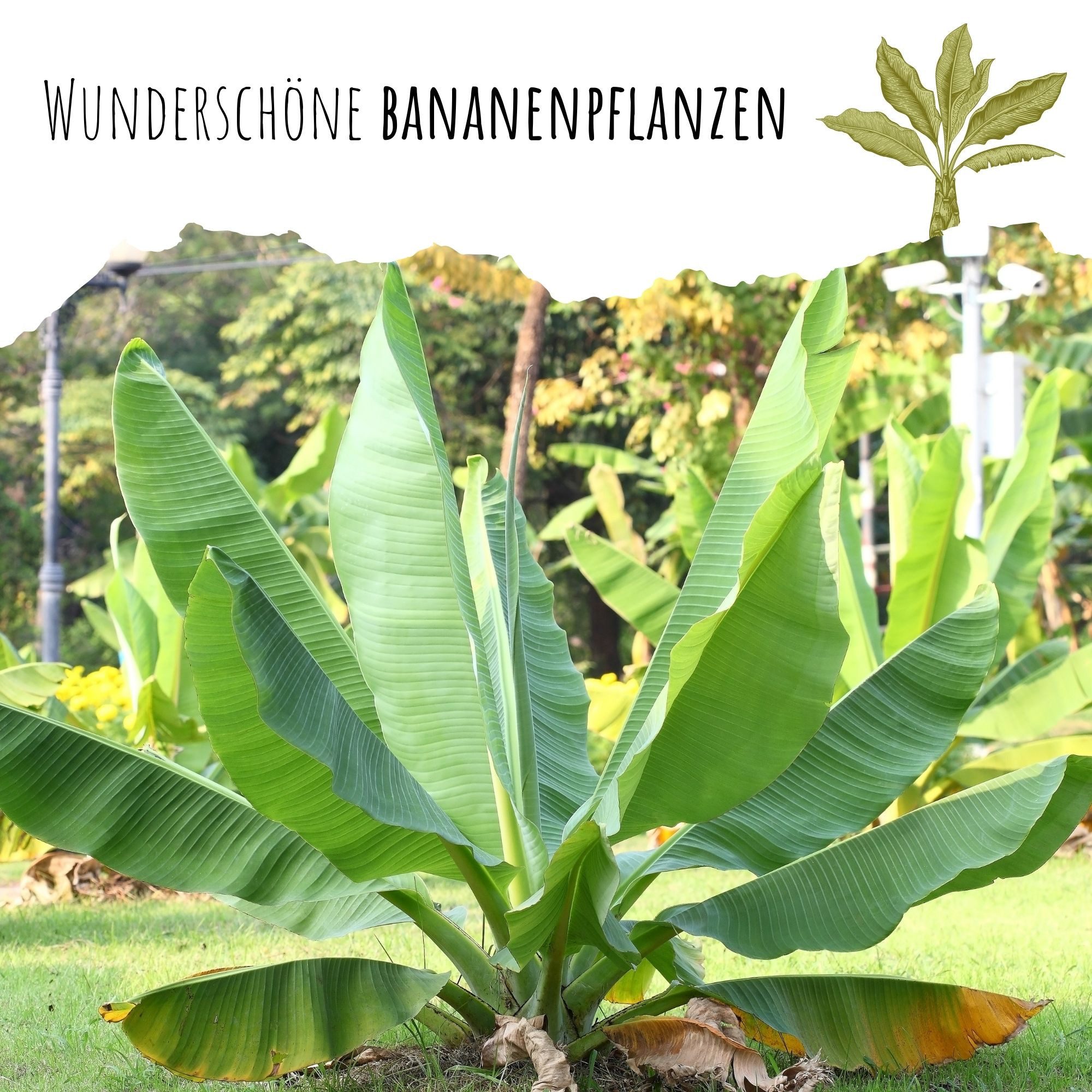 HappySeed Blumensamen Große Essbanane Samen (Musa günstig online kaufen