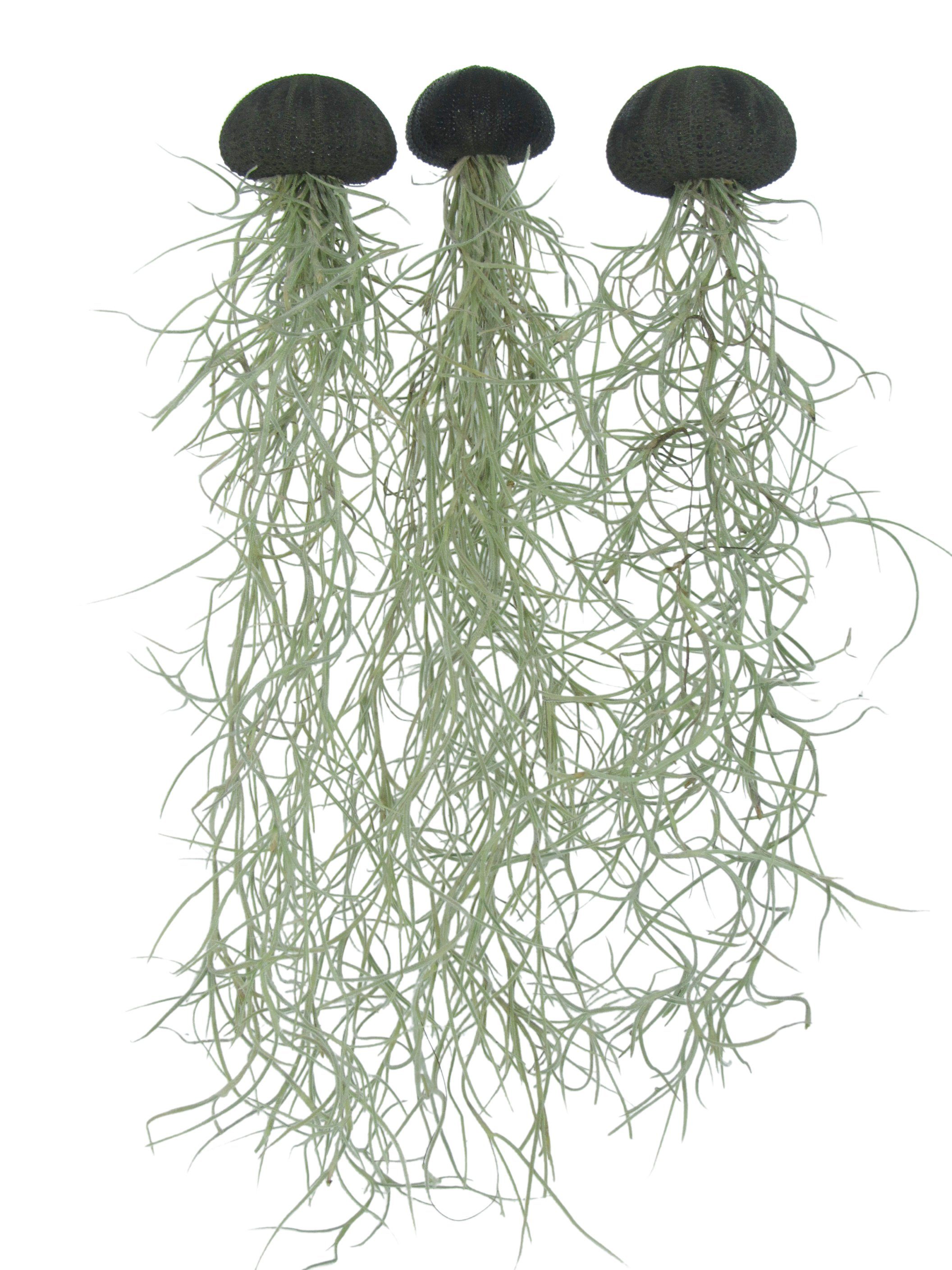 meinvipshop Hängedekoration 3er Set Seeigelgehäuse schwarz mit Tillandsia spanischem Moos (Set, 3 St., 3er Set)