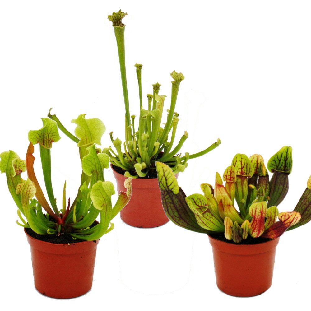 Exotenherz Zimmerpflanze Schlauchpflanzen-Trio 3 ver. Sarracenia-Pflanzen im Set 9cm Topf
