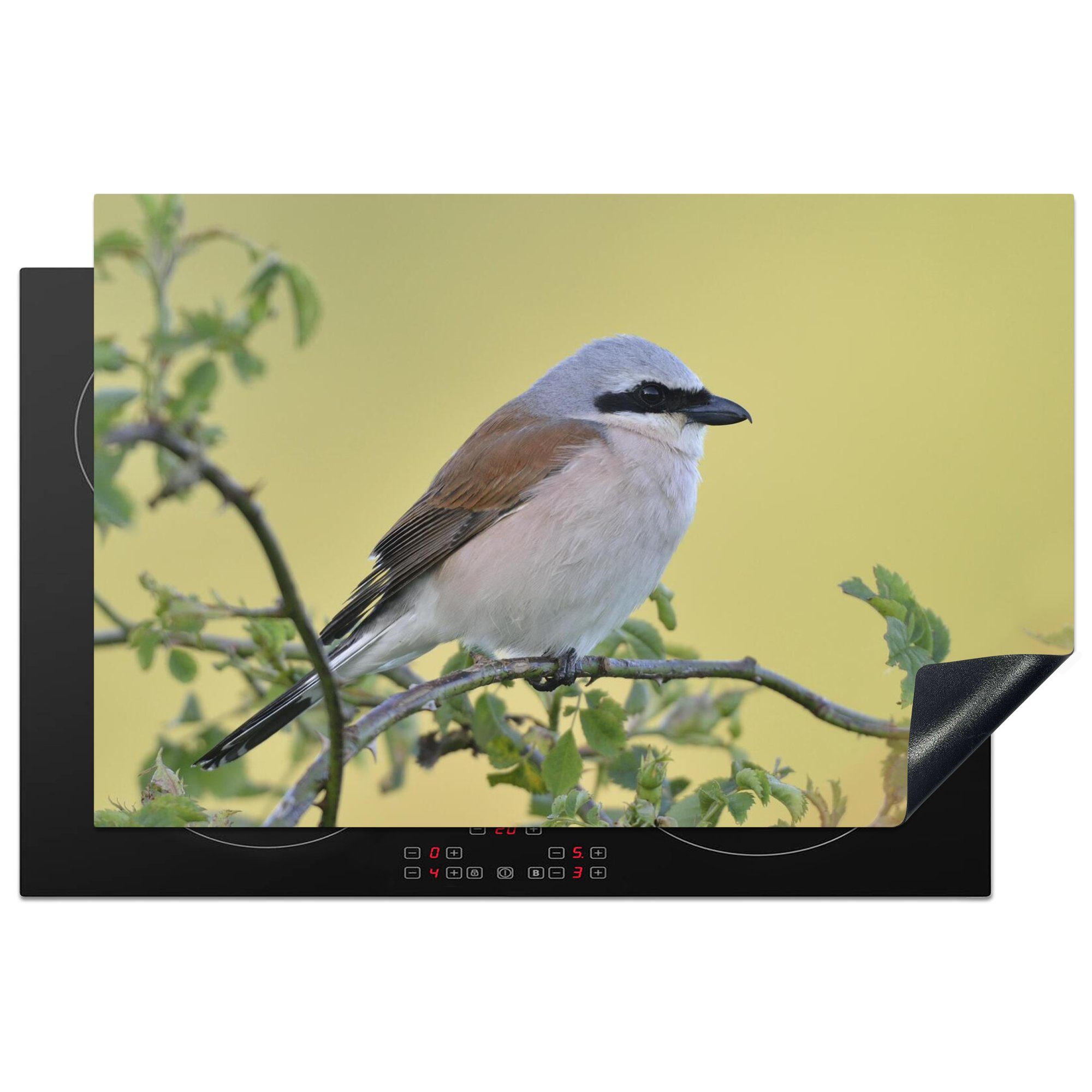 Herdblende-/Abdeckplatte Ceranfeldabdeckung küche, cm, Vinyl, Neuntöter 81x52 Schutz (1 die MuchoWow einem weißem Mantel tlg), für Ast, Induktionskochfeld mit auf Außergewöhnlicher