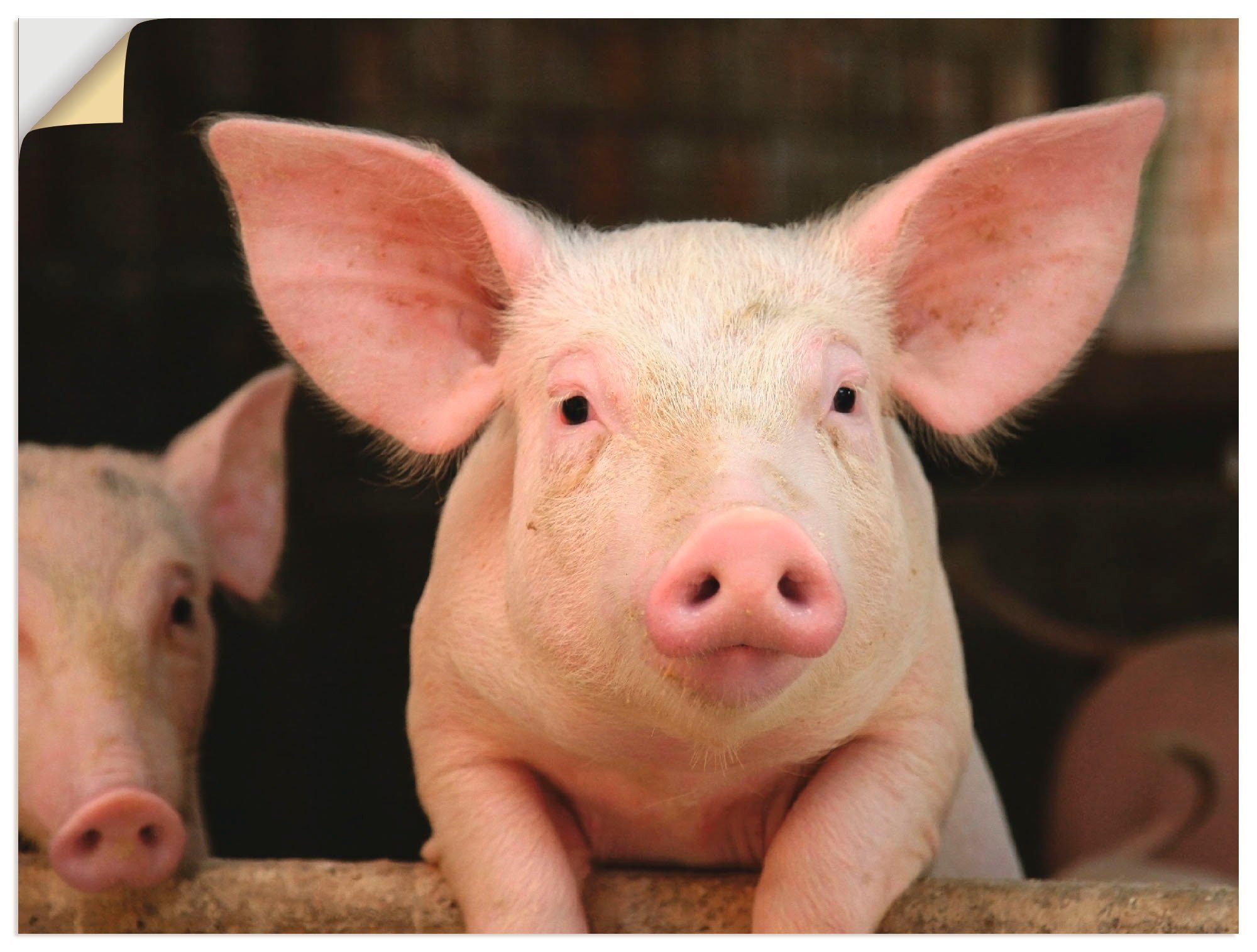Artland Wandbild Vorwitziges Schwein, Haustiere (1 St), als Alubild, Leinwandbild, Wandaufkleber oder Poster in versch. Größen