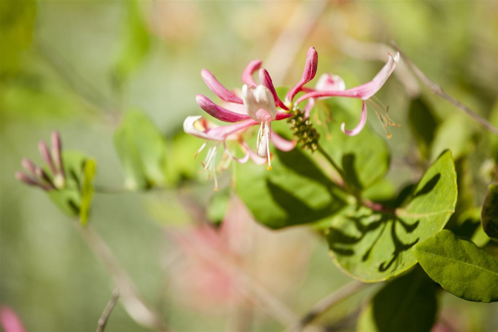 Pflanzen für Dich Kletterpflanze Lonicera heckrottii Goldflame, 1 St., Heckrott-Geißblatt, Goldflame-Geißblatt, Jelängerjelieber, zweifarbig, duftend