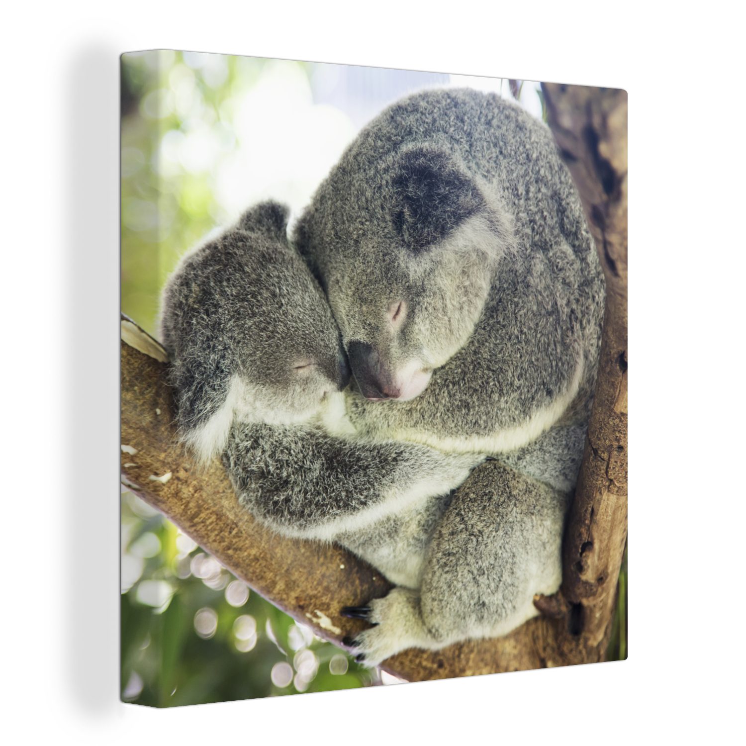 - Kinder St), - Leinwand (1 Leinwandbild - Schlafzimmer - Mädchen, für Plüschtier Bilder Jungen Tiere - Wohnzimmer Koalas OneMillionCanvasses®