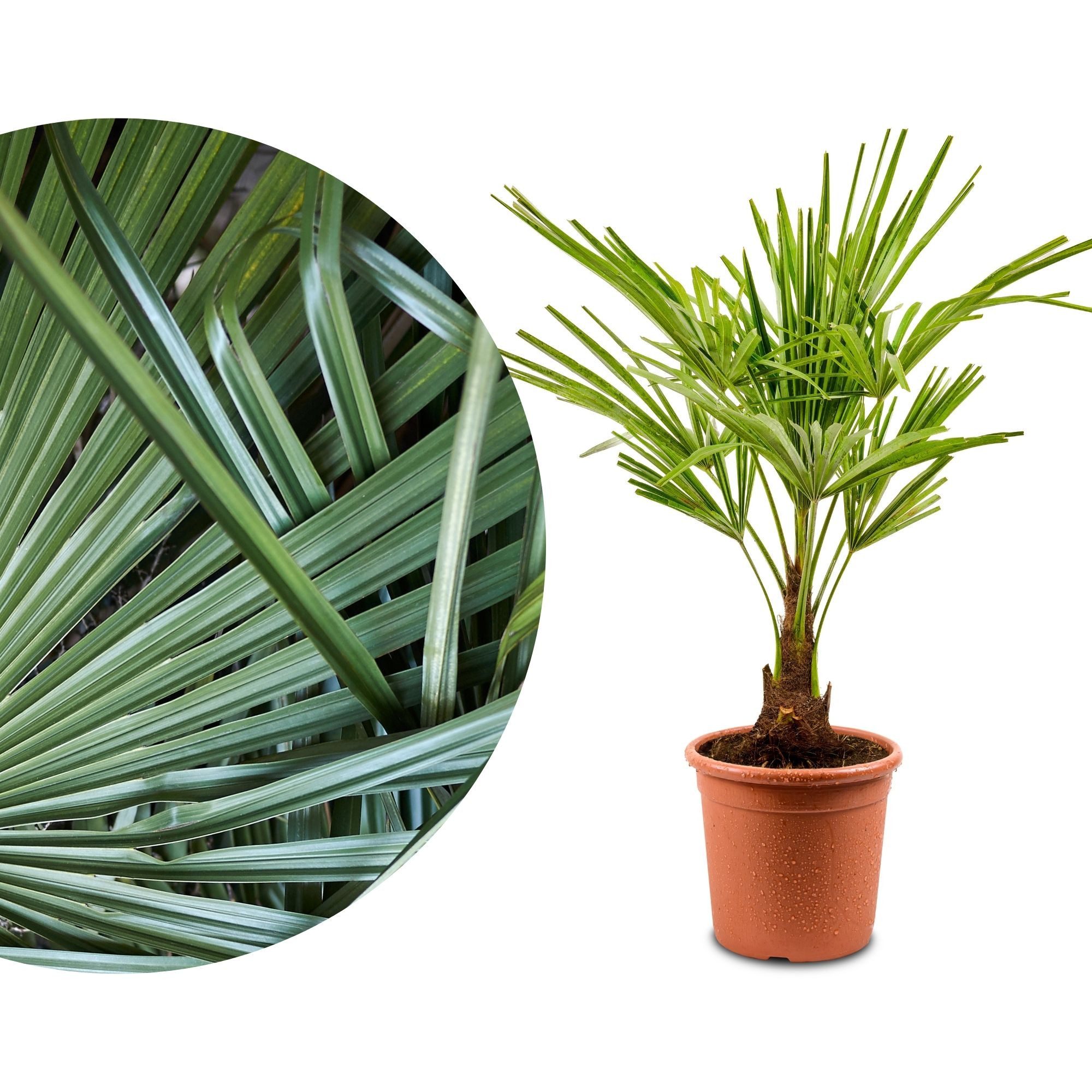 Meine Orangerie Baum Trachycarpus - Chinesische Hanfpalme - Trachycarpus Fortunei, Palme frosthart bis -15°C, pflegeleichte und winterharte Gartenpalme