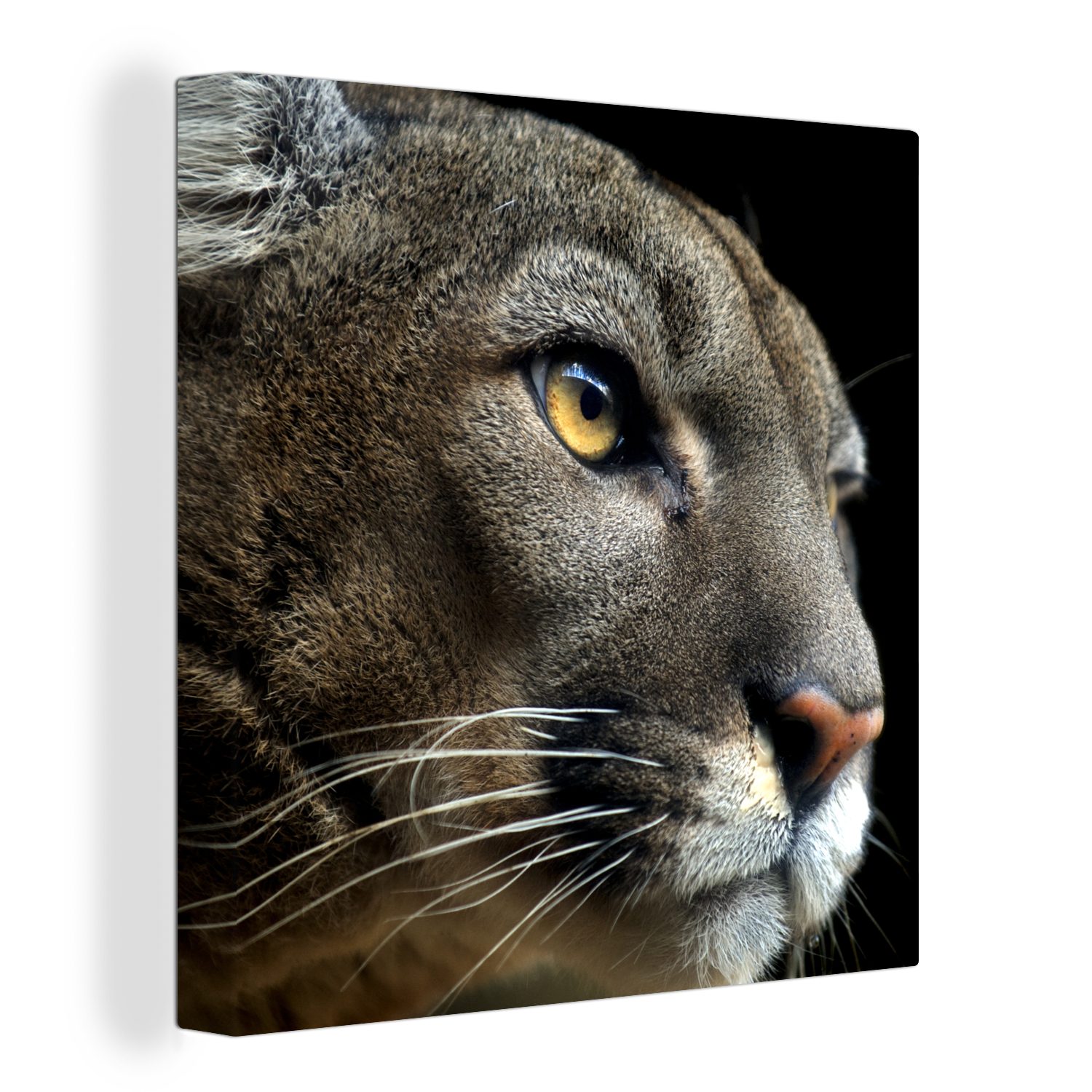 OneMillionCanvasses® Leinwandbild Puma - Wilde Tiere - Porträt, (1 St), Leinwand Bilder für Wohnzimmer Schlafzimmer | Leinwandbilder