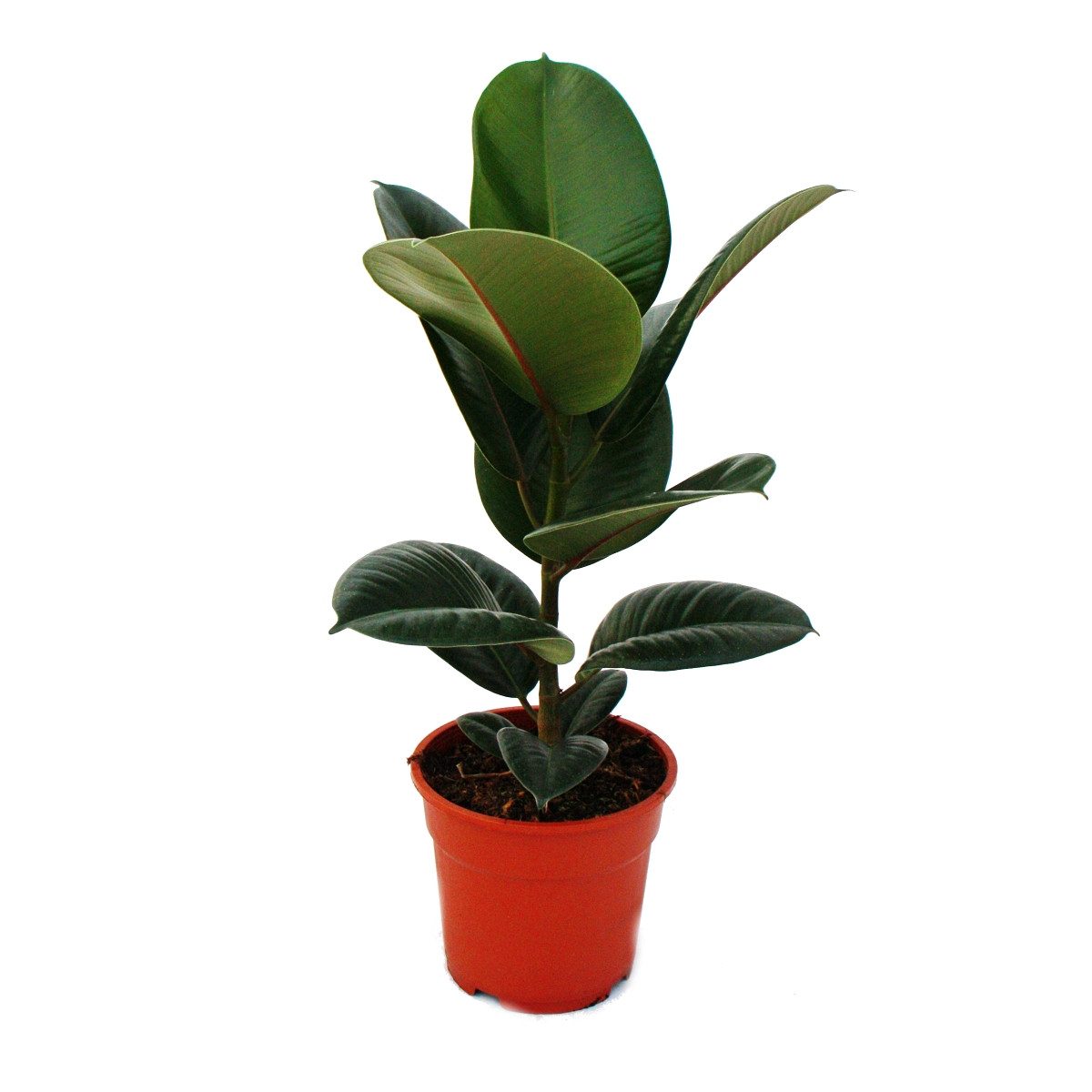 Exotenherz Zimmerpflanze Gummibaum - Ficus elastica "Robusta" - 17cm Topf