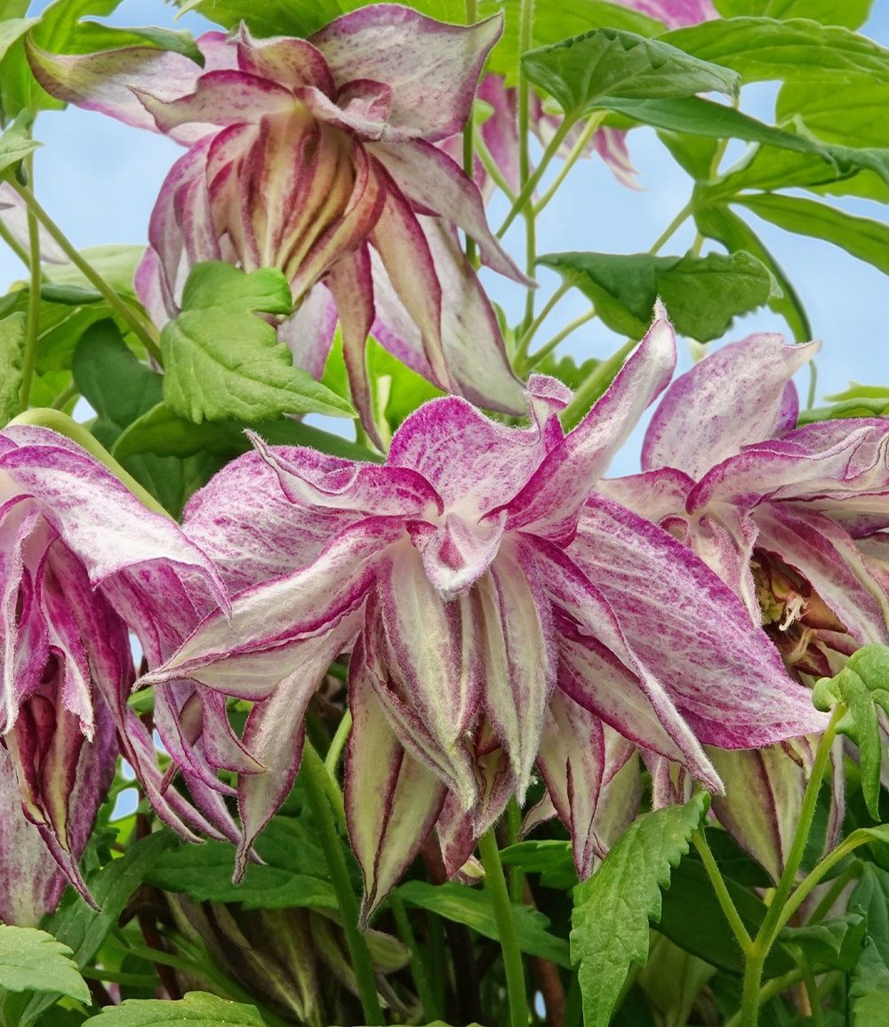 BALDUR Garten Zierstrauch Clematis 'Pink Surprise®', 1 St., winterhart, mehrjährig, reichblühend