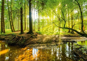 murimage® Fototapete Fototapete Wald 366 x 254 cm inklusive Kleister Bäume Holz Sonne Natur Schlafzimmer Wohnzimmer