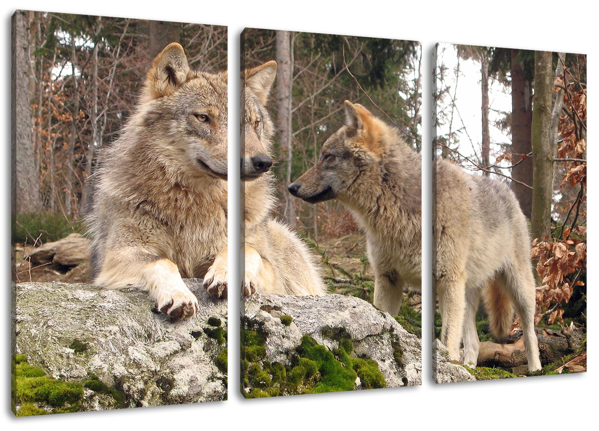 3Teiler im Wald im Wölfe Zackenaufhänger Leinwandbild fertig Pixxprint (1 (120x80cm) Wald, Leinwandbild inkl. St), Wölfe bespannt,