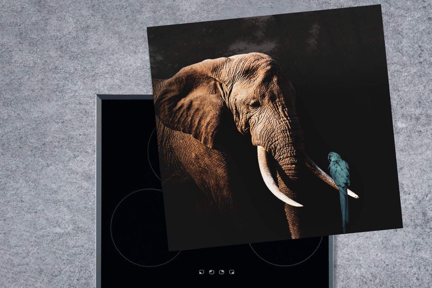 Vinyl, tlg), cm, Zähne, Arbeitsplatte - 78x78 Elefant küche Papagei (1 - Ceranfeldabdeckung, MuchoWow für Herdblende-/Abdeckplatte