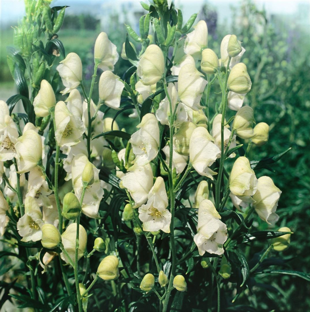 Pflanzen für Dich Staude Aconitum napellus Album, 1 St., Eisenhut, Sturmhut, Mönchskappe